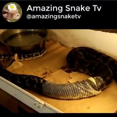 Carpet Python Perfect Shed