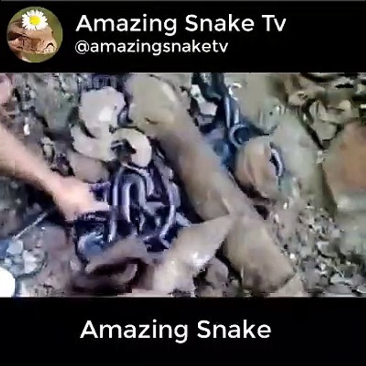 Harvesting Snake in snake farm