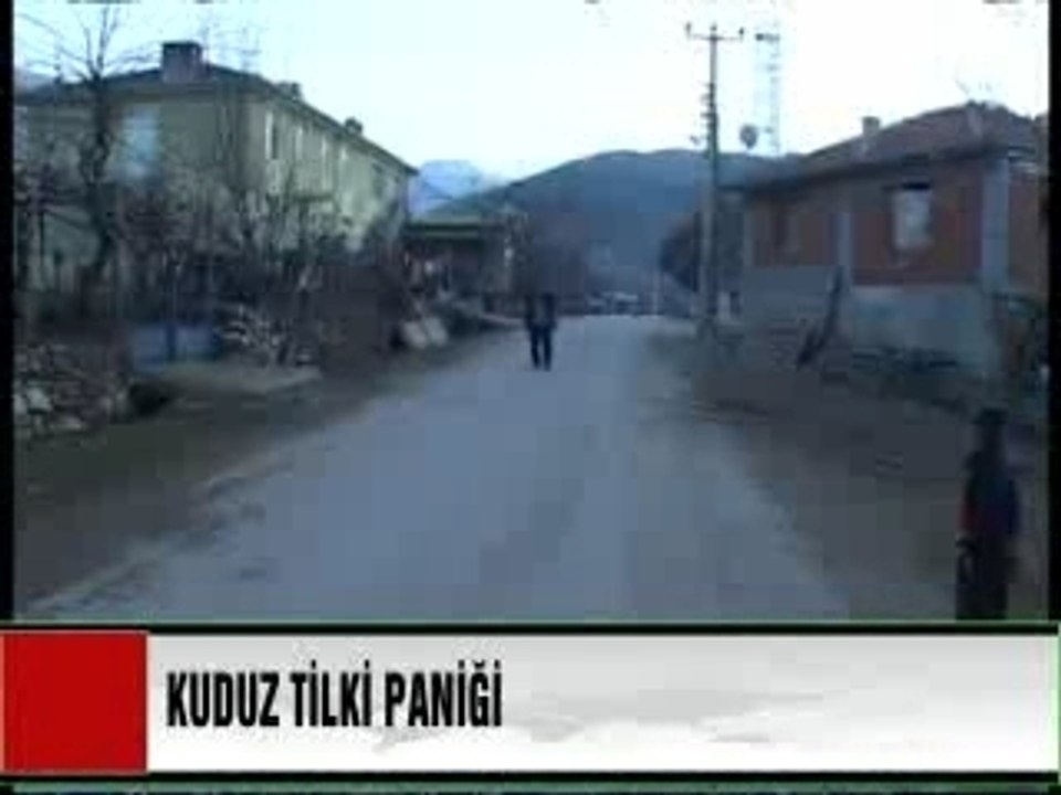 Kuduz tilki paniği