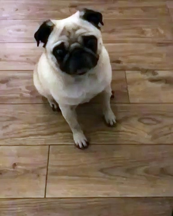 Ce chien a les pires réflexes pour attraper les croquettes !