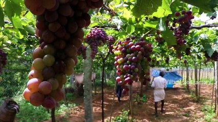 Farm FRESH !!! CURD Rice with KARUVADU prepared by my daddy ARUMUGAM - Village food factory