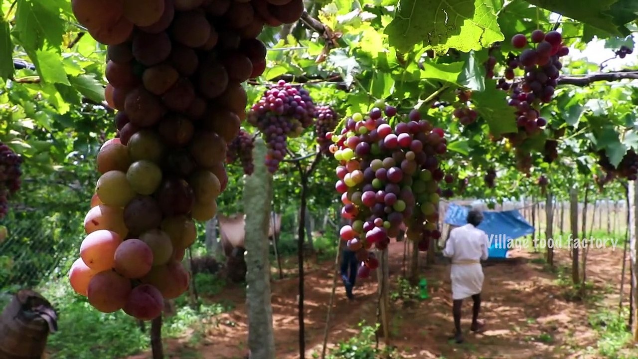 Farm FRESH !!! CURD Rice with KARUVADU prepared by my daddy ARUMUGAM - Village food factory