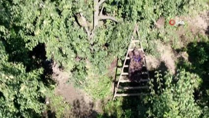 Avrupalı öğrencilerin armut hasadı