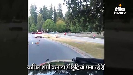 कनाडियन गीस के लिए कपिल ने रोकी कार