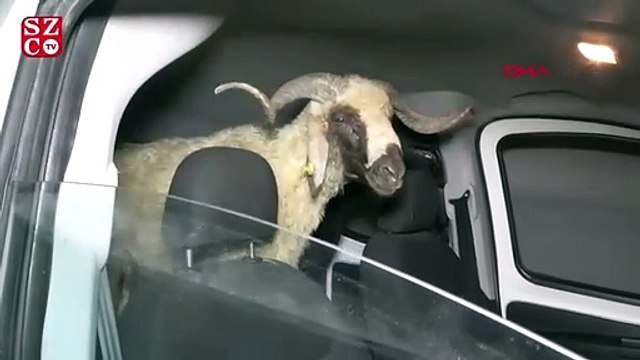 Dur ihtarına uymadılar, çaldıkları koyunları bırakıp kaçtılar