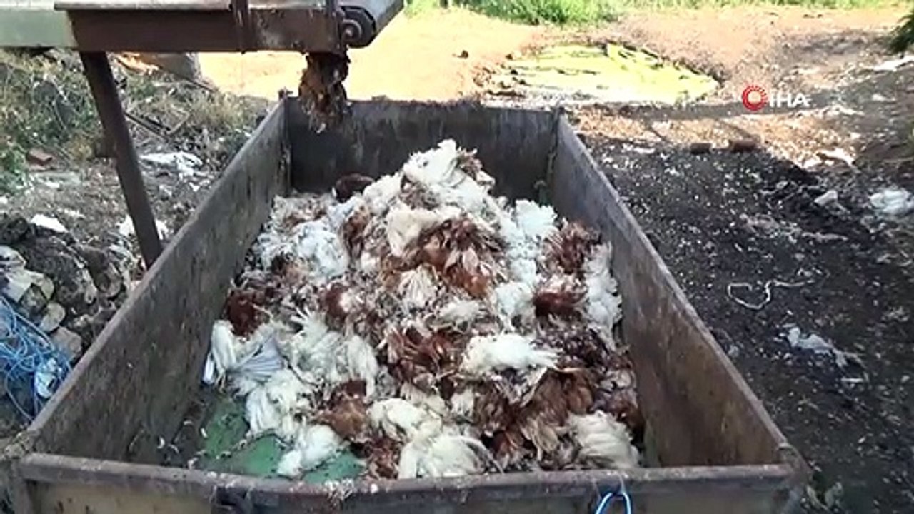 Denizli’de haciz katliamı; 40 bin tavuk telef oldu