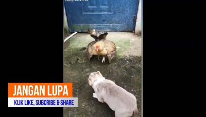 Chicken VS Dog Fight  -  Funny
