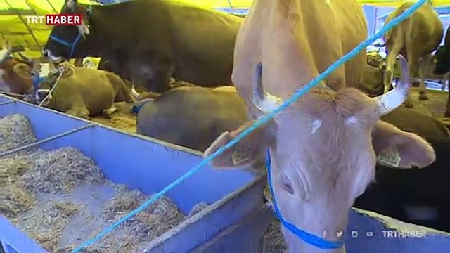 Kurbanlık seçerken nelere dikkat edilmeli?