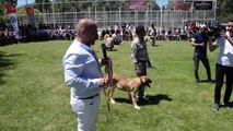 Türk çoban, av ve bekçi köpekleri yarıştı