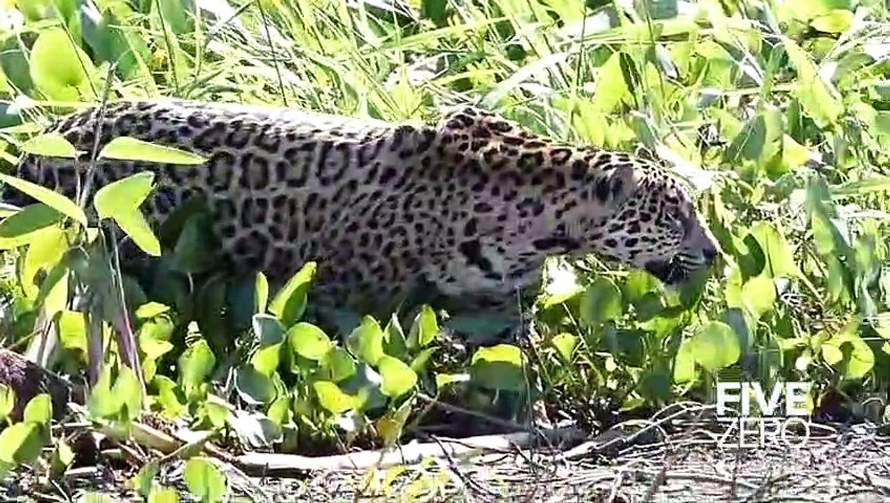 Un jaguar en pleine chasse au crocodile... Impressionnant