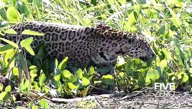 Un jaguar en pleine chasse au crocodile... Impressionnant