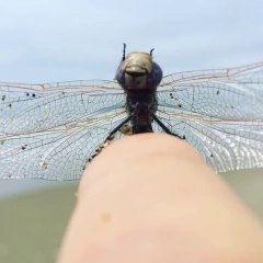 Une libellule tellement contente de faire sa toilette