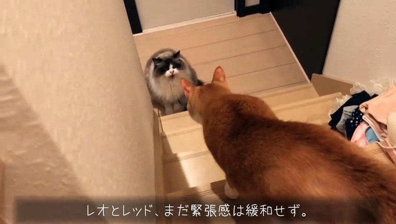 3年ぶりに再会した猫④