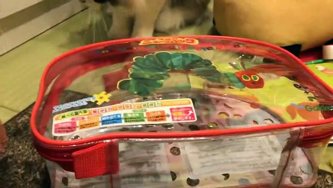 3年ぶりに再会した猫
