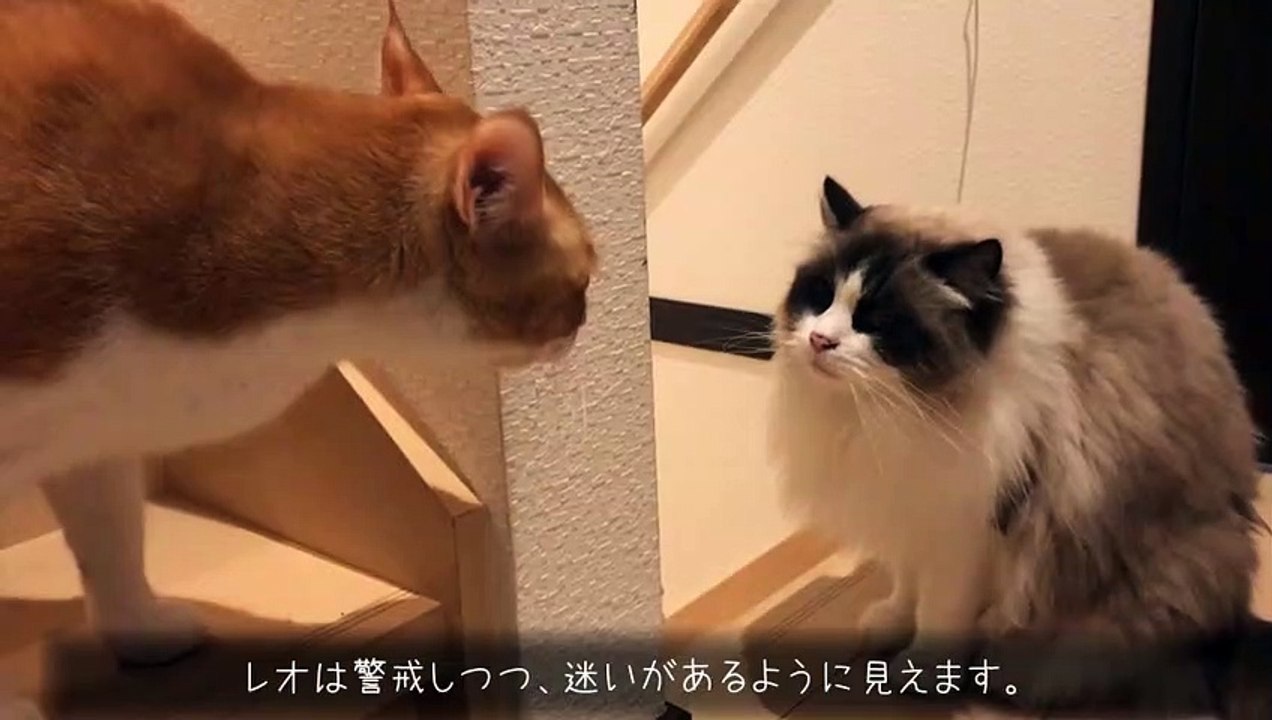 3年ぶりに再会した猫③