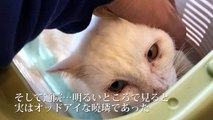 ボロボロだった白い保護猫、膝上で甘ったれる