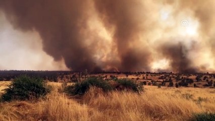 Nusaybin'de orman yangını - MARDİN