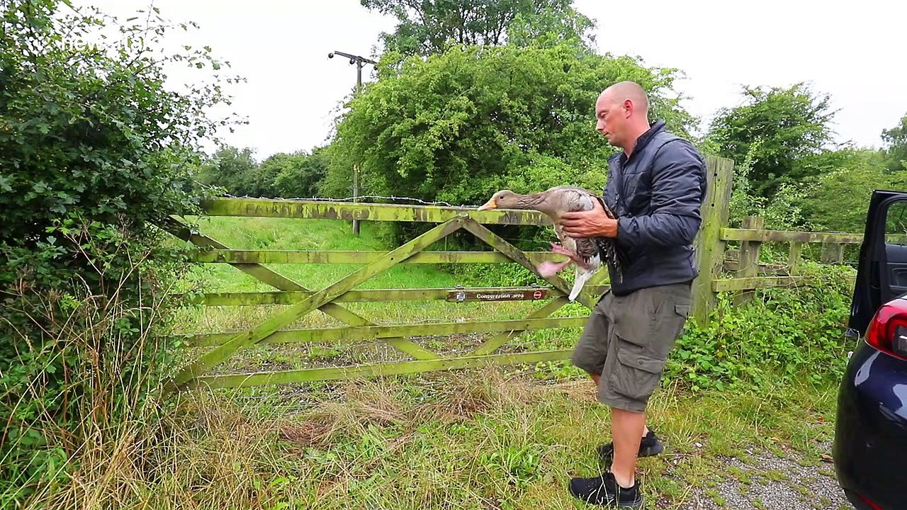 Driver goes on wild goose chase