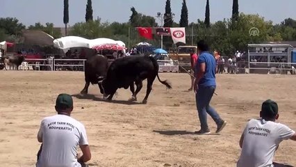 Boğalar eğitim yararına güreştirildi