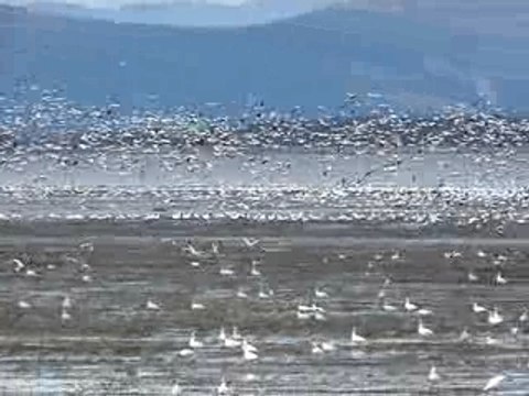Oies blanches, festival de l'oie de Montmagny