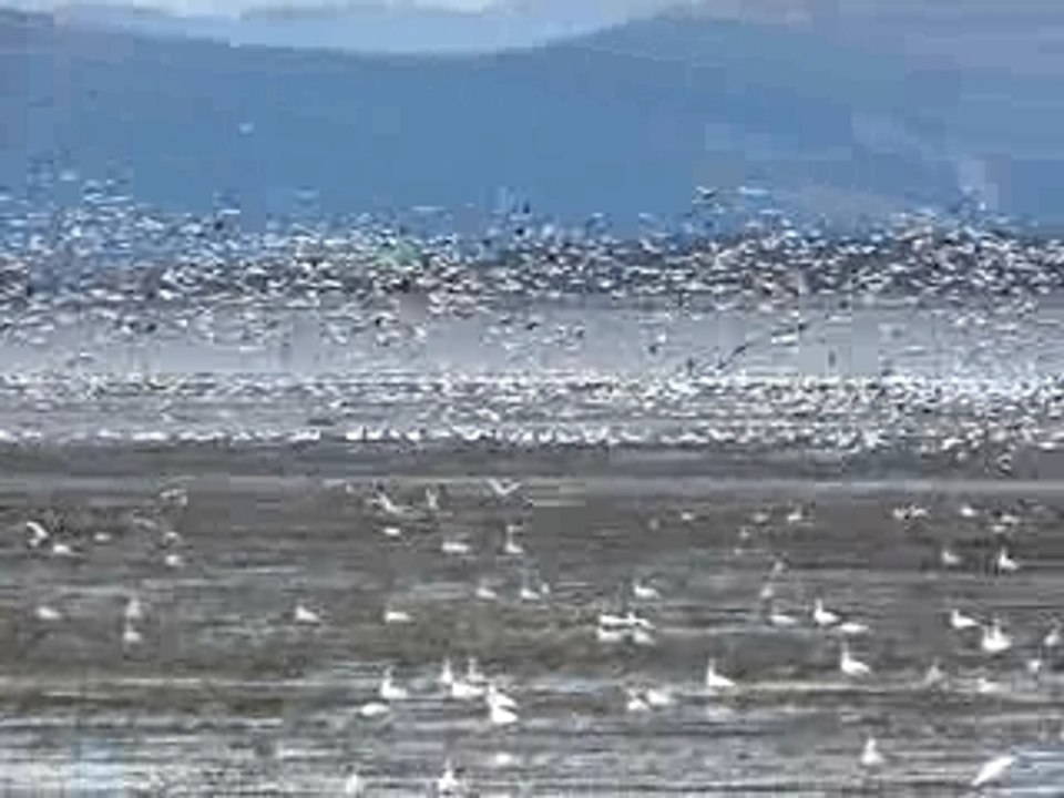 Oies blanches, festival de l'oie de Montmagny