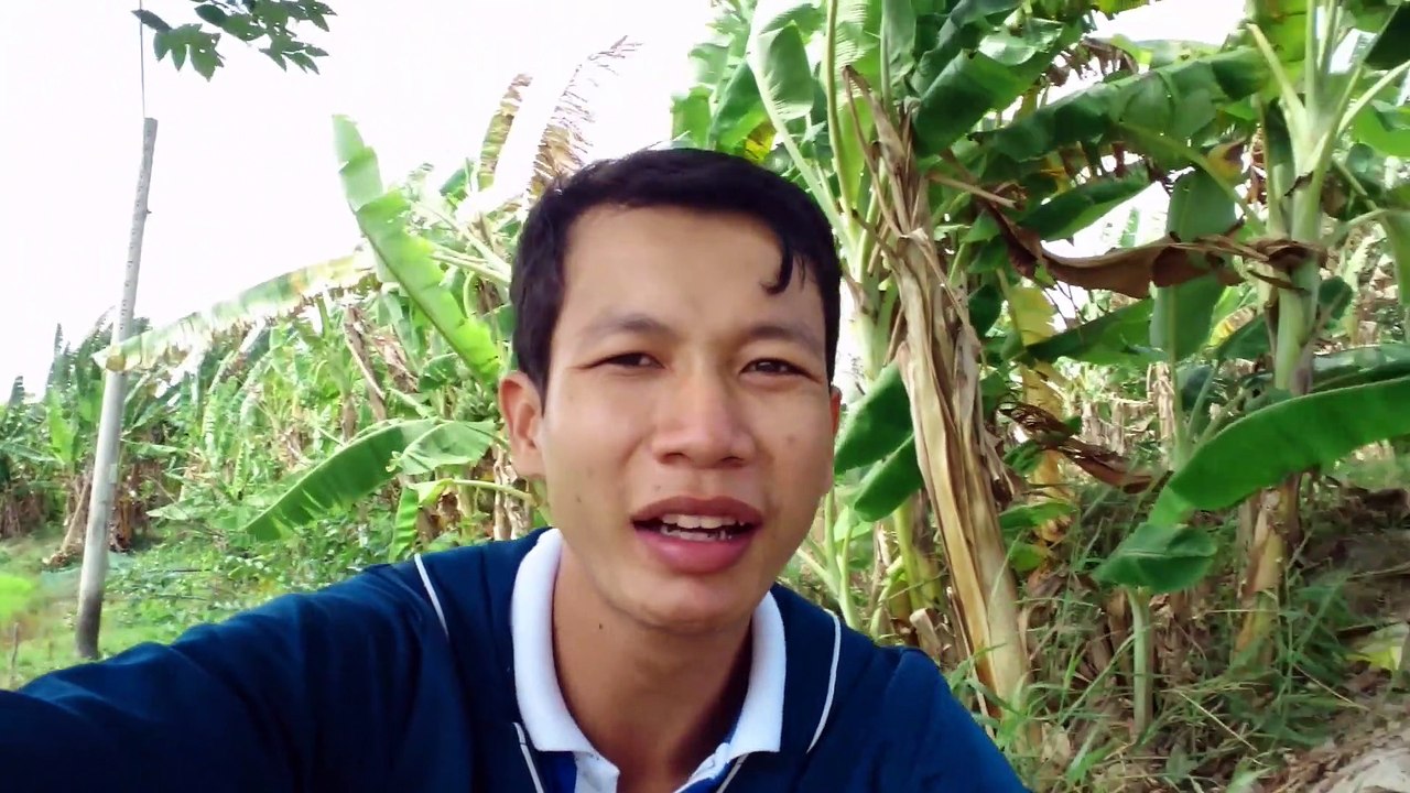 Cảnh đẹp của đồng lúa miền tây