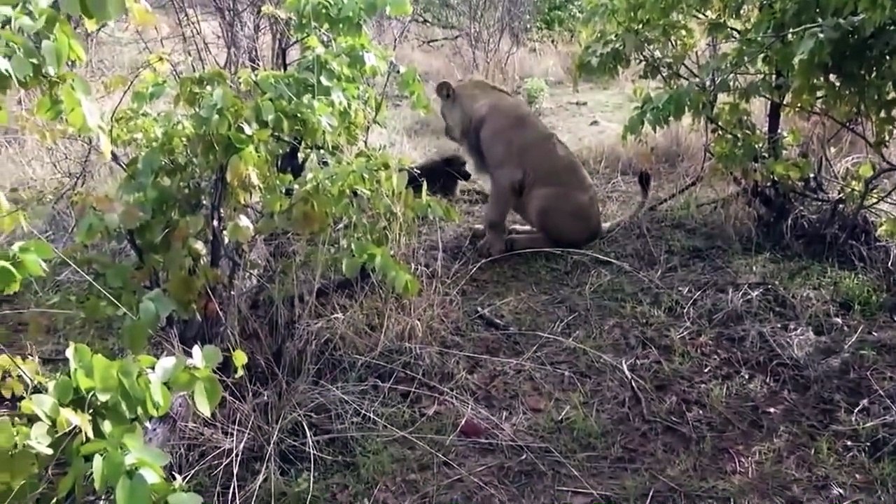The Lions Scramble Nyala