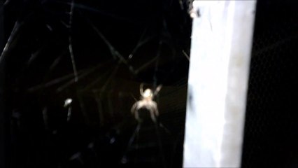 MCH 142 SPIDERS.IF YOU HAVE ARACHNOPHOBIA WATCH THIS.