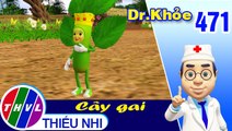 THVL | Dr. Khỏe - Tập 471: Cây gai - Phần 1