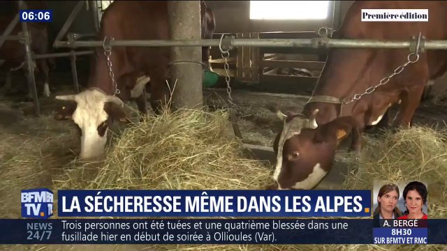 Les Alpes aussi sont touchés par la sécheresse où une partie des récoltes est déjà perdue