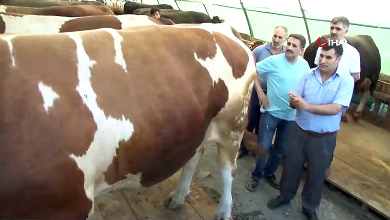 Bir buçuk tonluk dana kurban pazarının ilgi odağı oldu