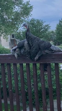 Protective Turkey Shields Chicks from Storm