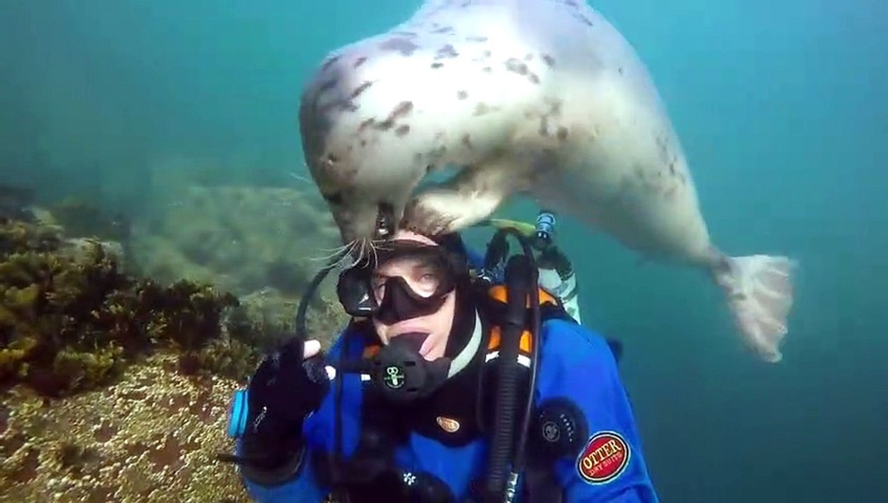 Curious Seal Investigates Diver