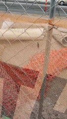 Grasshoppers Invade Las Vegas