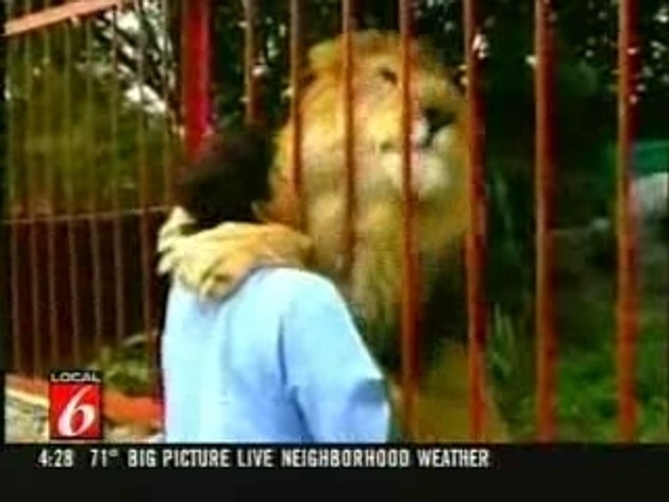 Calin avec un Lion