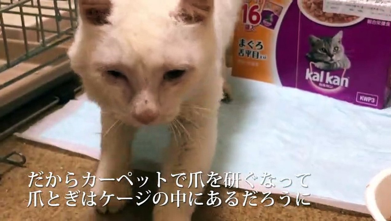 ボロボロだったオッドアイの保護猫、コロコロ白たぬきになる -