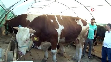 1400 kilo, 38 bin liralık dana kurbanlık pazarının ilgi odağı