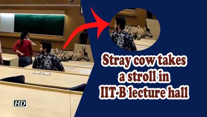 Stray cow takes a stroll in IIT-B lecture hall