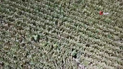 Mısırlar arasındaki 450 kök Hint keneviri drone ile tespit edildi