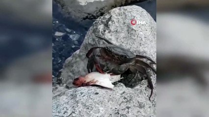 Yengecin ızgara tavuk keyfi gülümsetti