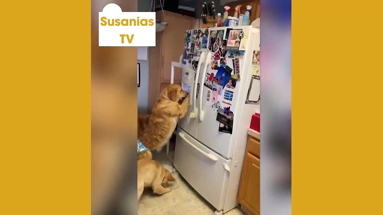 Dog uses ice machine like a pro