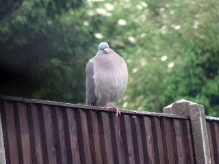 Pigeon sitting in rain.