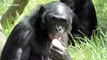Bonobo apes at Twycross Zoo cool down with ice treats during UK heatwave