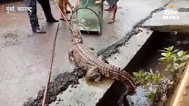 नाले में बहता हुआ रिहायशी इलाके में पहुंचा मगरमच्छ, बचाने के लिए चलाया गया रेस्क्यू ऑपरेशन