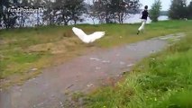 Angry Goose Chasing People And Animals - Funny Geese Attack Videos Compilation 2018 [BEST OF]