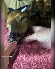 Quand un faon malade se fait perfuser, voici ce que ça donne. Émouvant !