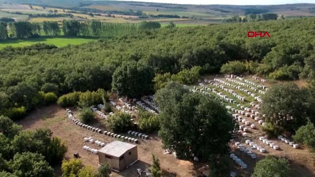 Edirne'de bal hasadı başladı