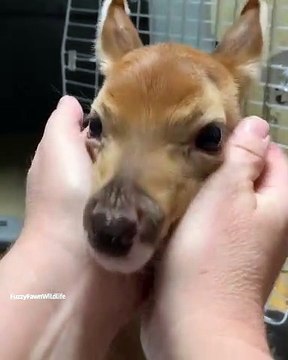 La réaction de ce bébé faon quand on lui caresse le cou est trop adorable !