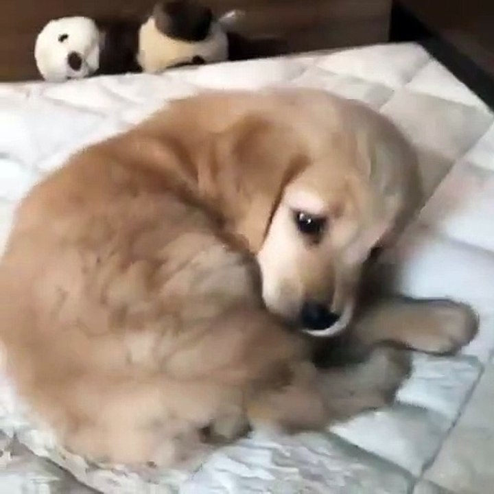 Ce chiot a enfin attrapé sa queue et ne veut surtout pas la lâcher. Trop drôle !