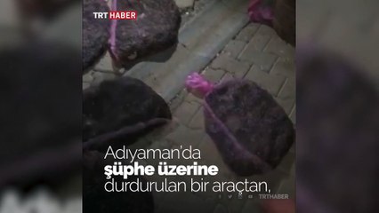 Otomobilde 3 bin canlı kurbağa bulundu